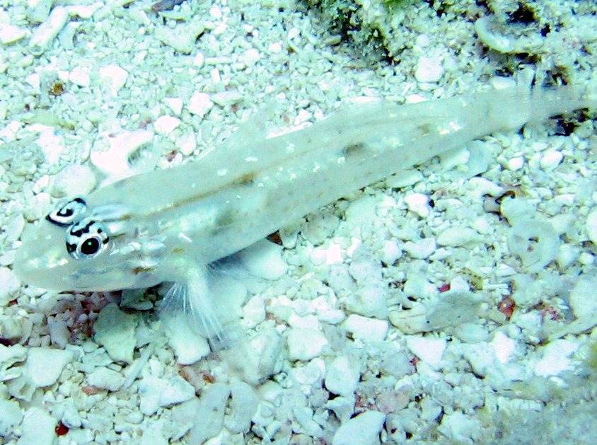 Coryphopterus glaucofraenum